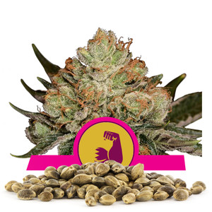 HulkBerry-Samen In Großmenge