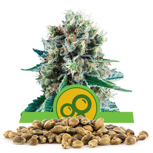 Bubble Kush Automatic-Samen In Großmenge