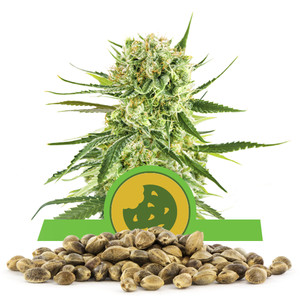 Royal Cookies Automatic-Samen In Großmenge