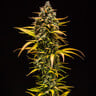 Purple Queen Auto
