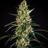 HulkBerry Auto