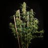 HulkBerry Auto
