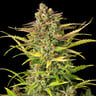 Sweet ZZ Auto
