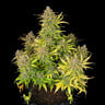 Sweet ZZ Auto