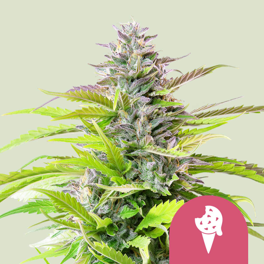 Cookies Gelato USA Premium 1 St. Royal Queen Seeds