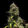 Purple Punch Auto