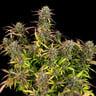 Purple Punch Auto