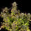 Purple Punch Auto