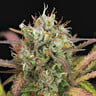 Purple Punch Auto