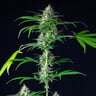 Mimosa Auto