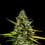 Mimosa Auto
