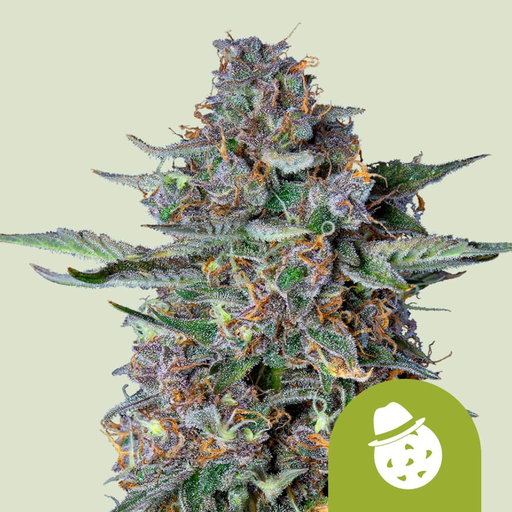Do-Si-Dos Auto 1 St. Royal Queen Seeds