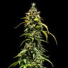 Sherbet Queen Auto