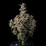 Watermelon Auto