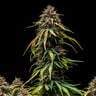 Watermelon Auto