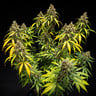 Triple G Auto