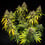 Triple G Auto