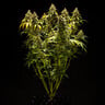 Triple G Auto