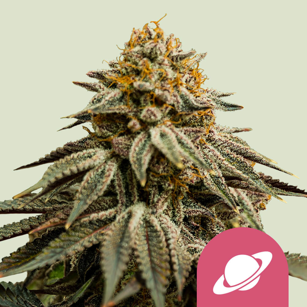 Royal Skywalker 1 St. Royal Queen Seeds