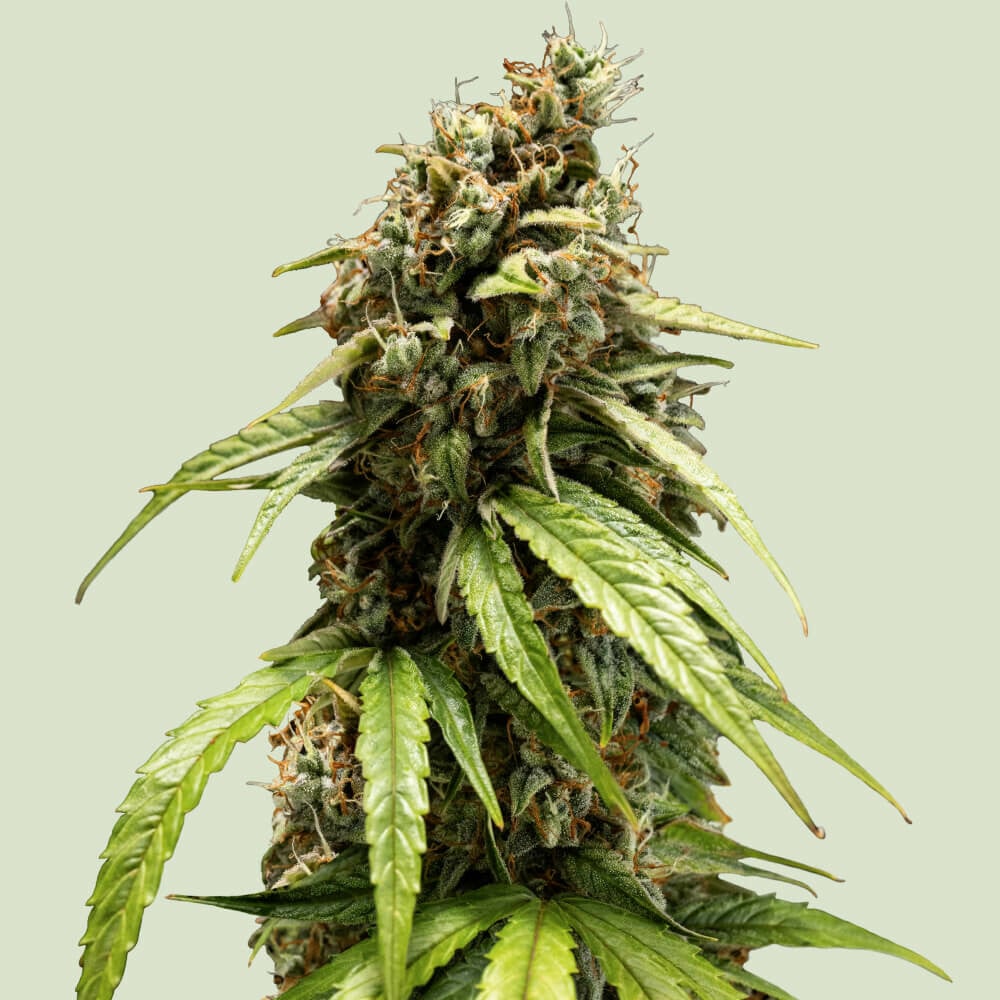 Orion F1 Auto 1 St. Royal Queen Seeds