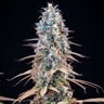 Granddaddy Purple