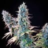 Granddaddy Purple