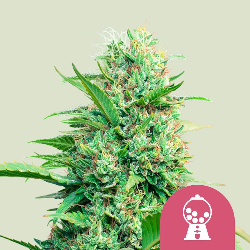 Feminisierte Cannabissamen von Pink Runtz kaufen Royal Queen Seeds