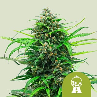 Cannabis-Samen - Marihuana-Samen vom Bud- Champion des Vereinigten  Königreichs