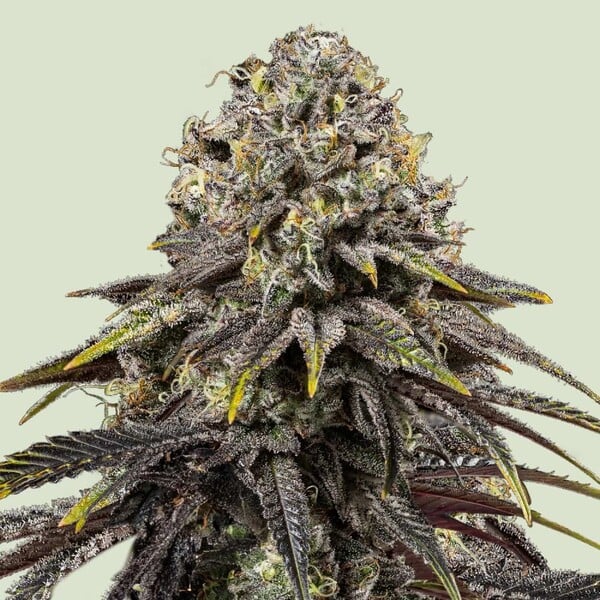 Feminisierte Cannabissamen - Bud Champion