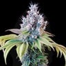 Dynamite Diesel