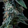 Dynamite Diesel
