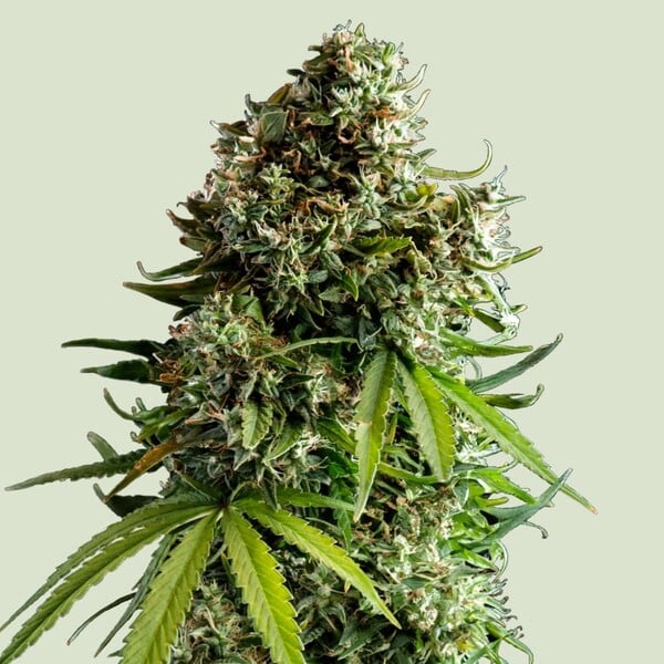 Kaufe Cannabis Samen von Royal Queen Seeds