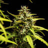 NYC Sour D Auto