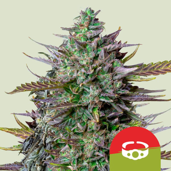 Kaufe Samen von GOAT'lato Auto rqs tyson cannabis samen - Royal Queen Seeds