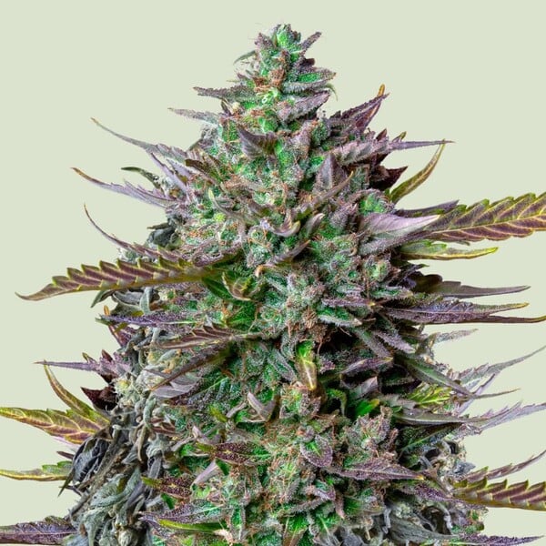 Kaufe Samen von GOAT'lato Auto rqs tyson cannabis samen - Royal Queen Seeds