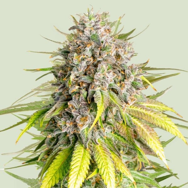 Feminisierte Cannabissamen - Bud Champion