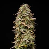 Mexican Rush Auto