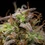 Mexican Rush Auto
