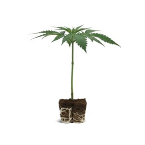 Green Gelato Steckling