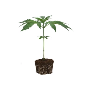 Wedding Cake Steckling