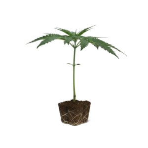 Shining Silver Haze Steckling