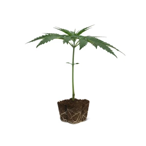 Shining Silver Haze Steckling
