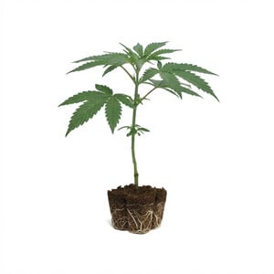 Cereal Milk Steckling