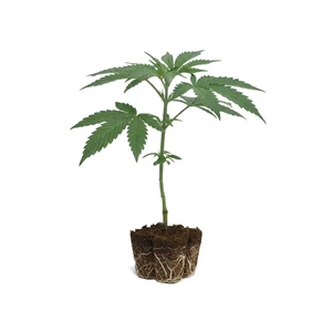 Cereal Milk Steckling