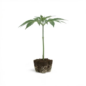 Sticky Queen Steckling