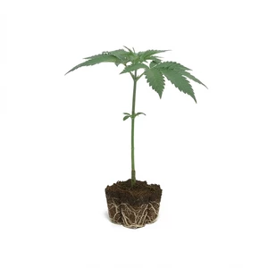 Sherbet Queen Steckling