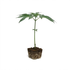 Royal Runtz Steckling