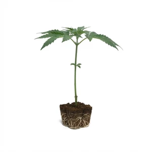 Royal Runtz Steckling