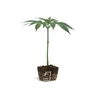 OG Kush Steckling