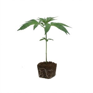 Purple Punch Steckling